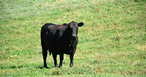 10 Facts About Angus Cattle That Show Why They Are So Popular