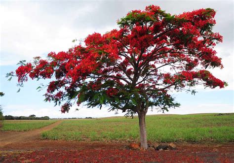 Royal Poinciana: Plant Care & Growing Guide