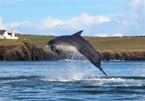 Experience the best dolphin and whale watching Dingle can offer