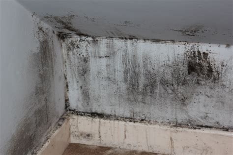 Mold Removal: DIY vs Professional | Mold Solutions