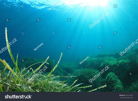 Underwater Ocean Seaweed Stock Photo 303279341 | Shutterstock