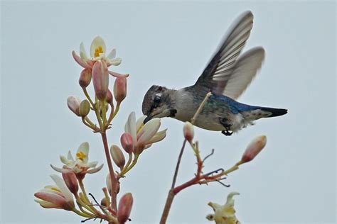 Ten Fun Facts About The World's Smallest Bird: Cuba's "Bee Hummingbird ...