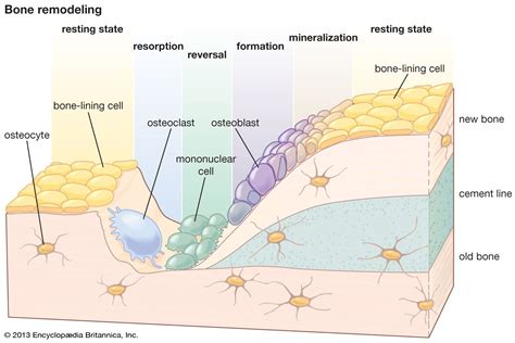 Bone remodeling | bone growth, bone resorption, bone formation | Britannica