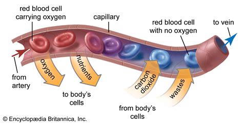 Labelled Red Blood Cell Structure