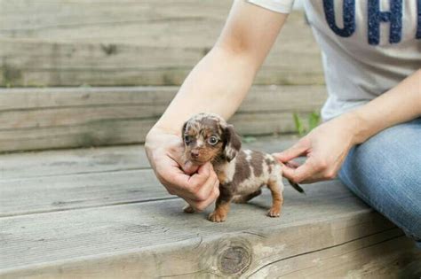 63+ Teacup Mini Dachshund Full Grown - l2sanpiero