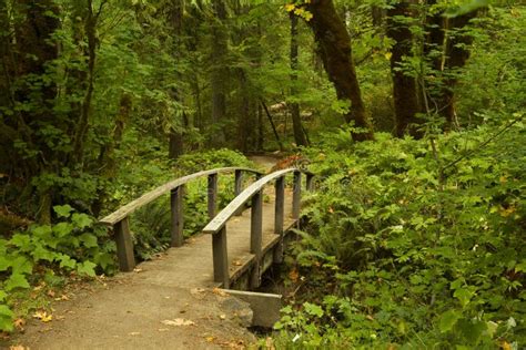 Hiking Trail Bridge stock image. Image of trees, trail - 22260217