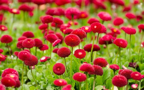 Summer Red Flowers Wallpapers | HD Wallpapers | ID #16753