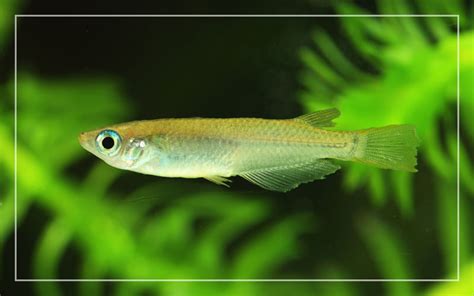 Japanese Rice Fish - Species Profile & Facts