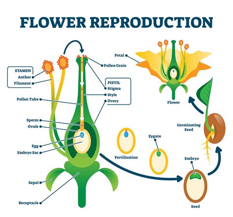 3D Flower Model - Plant Science | Flower reproduction, Plant science ...