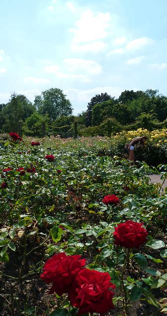 London Regents Park Rose Garden | Flickr - Photo Sharing!