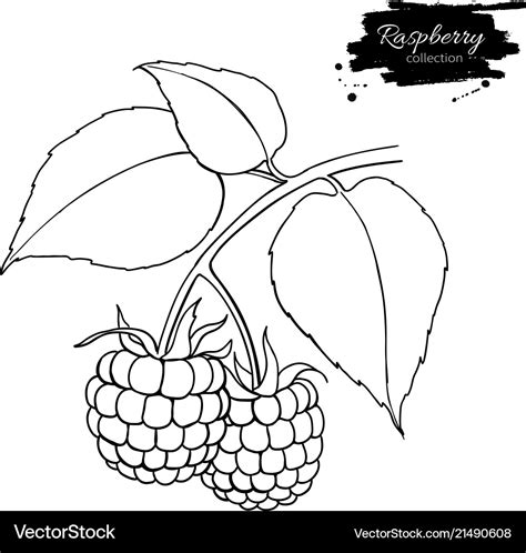 Raspberry drawing isolated berry branch Royalty Free Vector