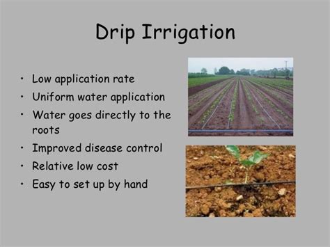 High tunnel 3 drip irrigation