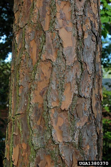 Meet A Tree: The Slash Pine - Pinus elliottii