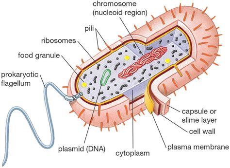 Prokaryotic Cell Structure Vs Eukaryotic Cell Structure