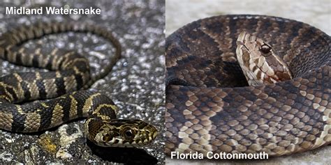 Florida Cottonmouth – Florida Snake ID Guide