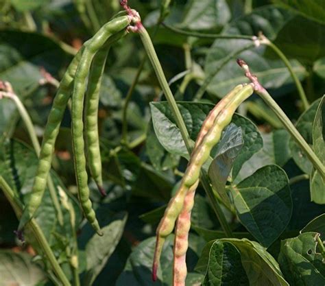 Cowpeas please! The History and Importance of the Cowpea Plant - Dave's ...