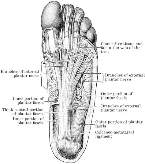 Diagram Of A Human Foot Human Foot Diagram - Anatomy Organ | Anatomy ...