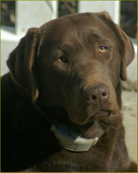 Sweetwater Labradors : Chocolate Labradors : Stevensville, MD