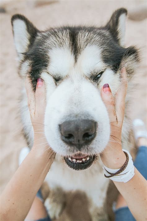 Malamute can’t help but say “hello” to every person he passes