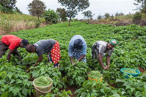 Subsistence Farming Agriculture Britannicacom