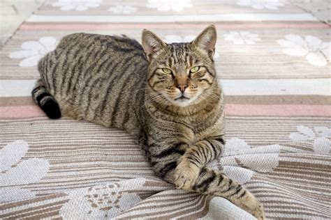 5 Tabby Cat Breeds - Patterns & Markings (With Pictures) | Hepper