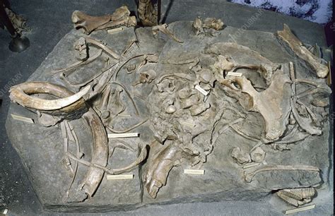 Woolly mammoth, fossil bones - Stock Image - C016/4881 - Science Photo ...