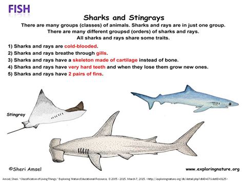 Examples Of Fish Vertebrates