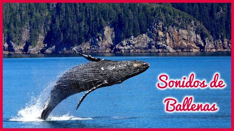 SONIDOS de BALLENAS (1 Hora) 🐳🎶🔊 - YouTube