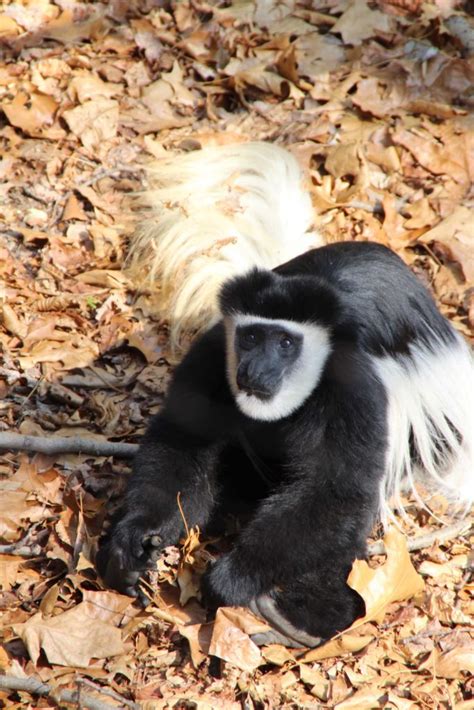 Black and White Colobus Monkey - Binder Park Zoo