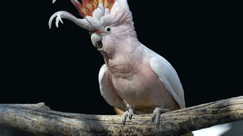 cockatoo, Parrot, Bird, Tropical, 90 Wallpapers HD / Desktop and Mobile ...