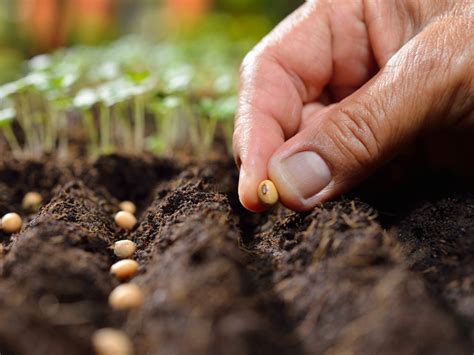 Can You Plant Fresh Seeds: Harvesting And Planting Seeds Same Season