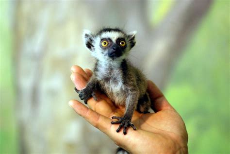 ring-tailed lemur ... endemic to the island of Madagascar ... east of ...