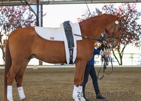 Vaulting Equipment | Equestrian Vaulting USA