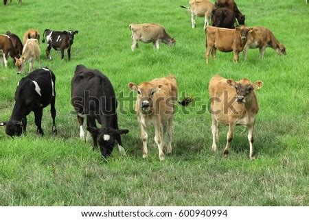 Jersey Cows New Zealand Stock Photo 95094601 - Shutterstock