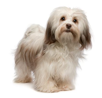 Beautiful Chocolate Havanese Dog Stock Photo - Download Image Now - iStock