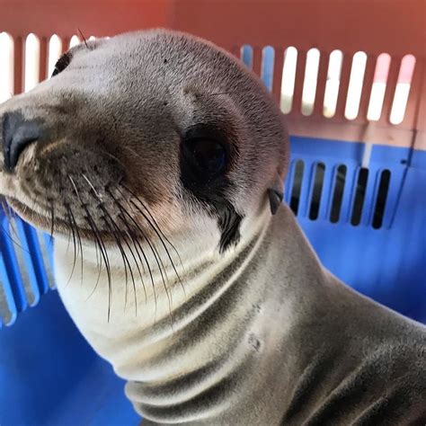 Sea Lion Pups Rescued Across Southland Beaches | Laguna Beach, CA Patch