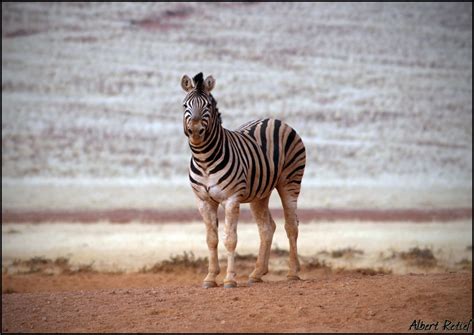 Albert Retief Blog: Suburb Safari - Welgemoed Zebra | Zebra, Desert ...