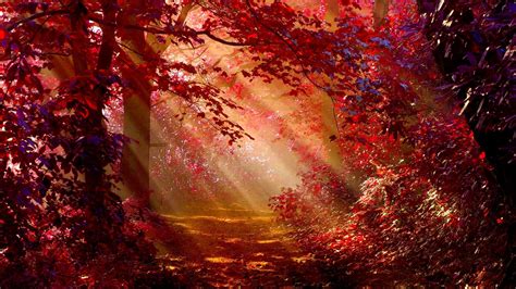 1920x1080 Sunlight In Autumn Forest Laptop Full HD 1080P HD 4k ...