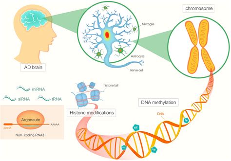 Epigenetic changes in the brain drive late-onset Alzheimer's disease ...