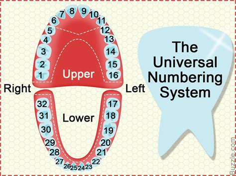 Dental Tooth Numbering System