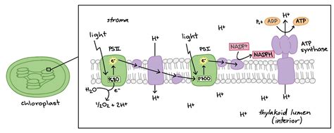 Light Reactions Diagram