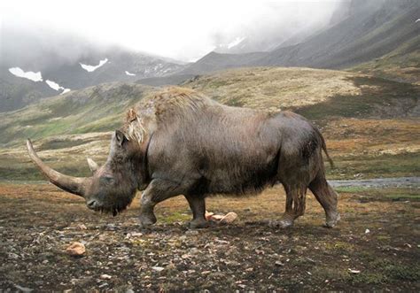 An artist’s impression of the prehistoric woolly rhinoceros (Coelodonta ...