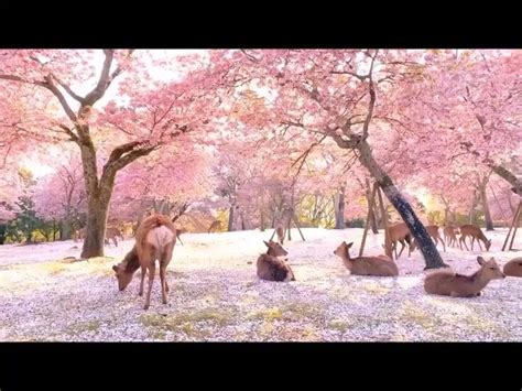 Deer and Cherry Blossoms - Nara Park, Japan [Video] | Nature ...