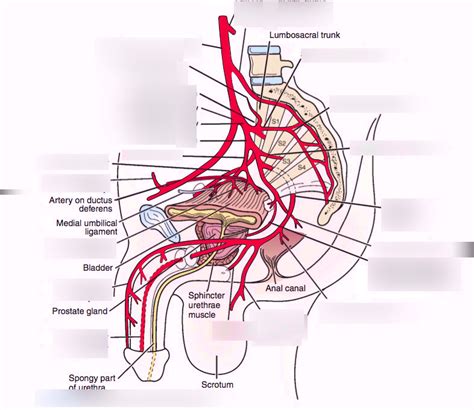 Branches of Internal Iliac Artery Diagram | Quizlet