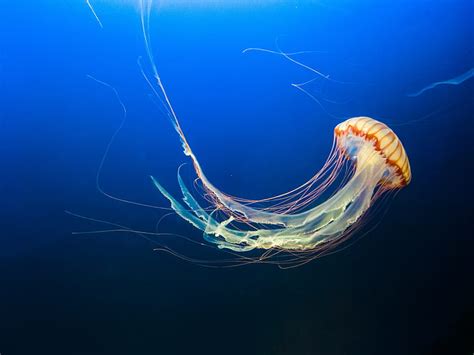 HD wallpaper: Jellyfish, 4K, Aquarium, Blue, 8K, Underwater | Wallpaper ...