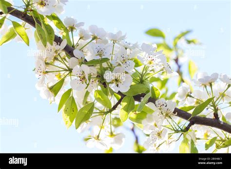 pear tree flowers Stock Photo - Alamy