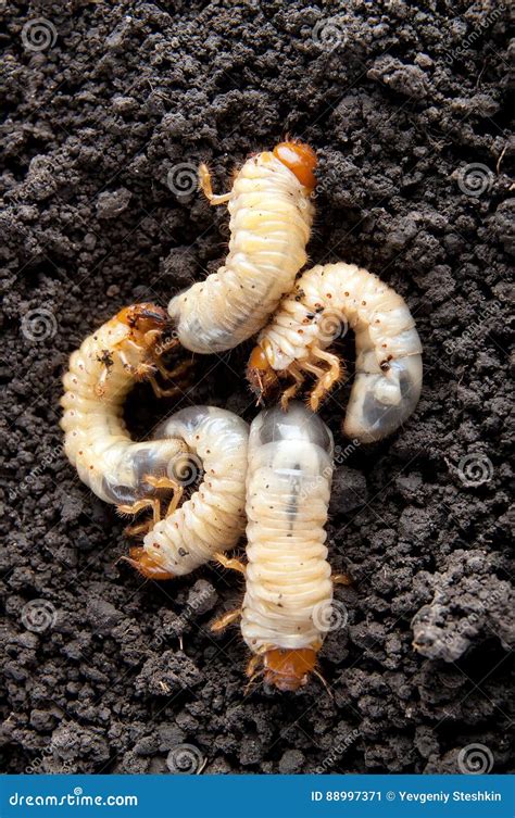 May-bug Larvae in the Soil Background. Stock Image - Image of incentive ...