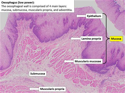 Esophagus Histology Medical Science Histology Slides Anatomy And ...