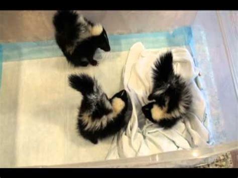 Baby Skunks Playing 04212012.avi - YouTube