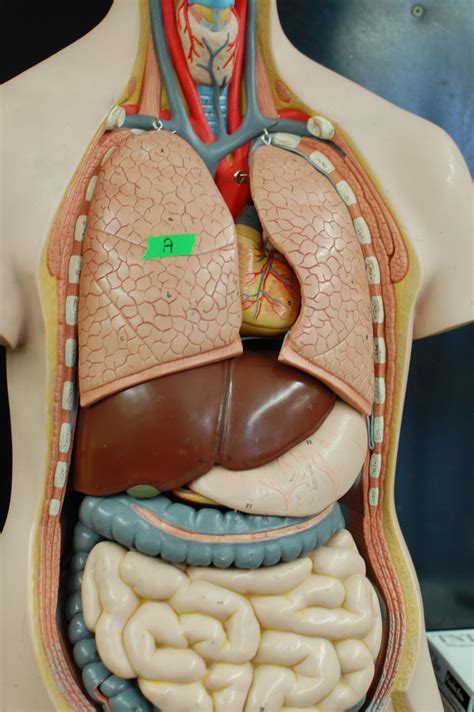 Human Anatomy Lab: The Digestive System